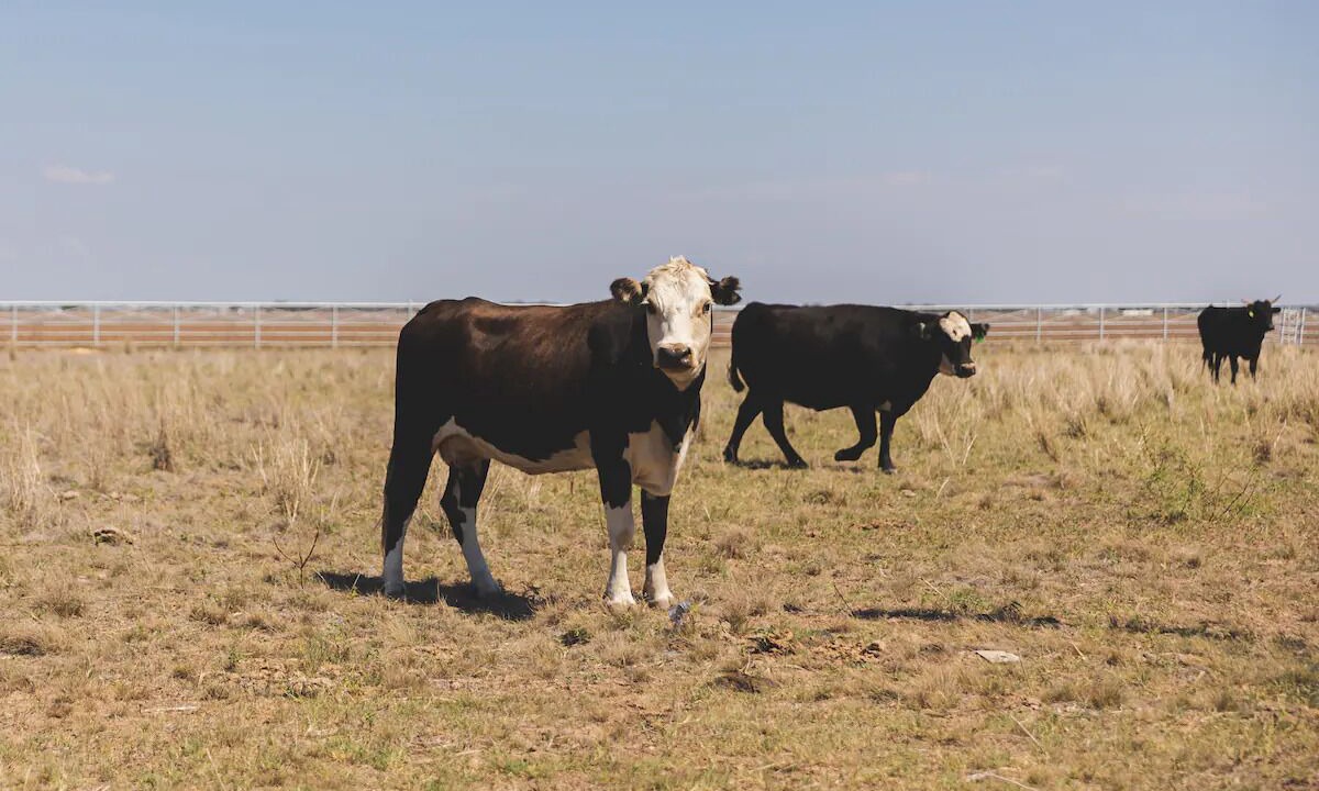 Photo of Outdoor in San Angelo