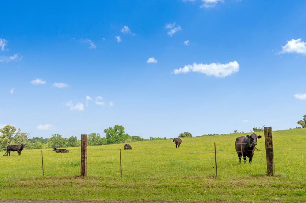 Photo of Others in Tyler