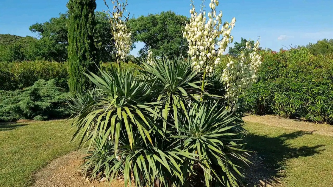 Photo of Outdoor in Puisserguier
