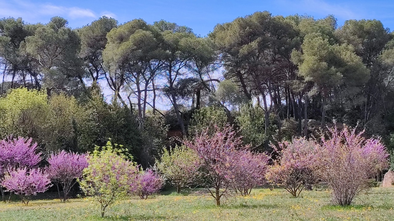 Photo of Outdoor in Puisserguier