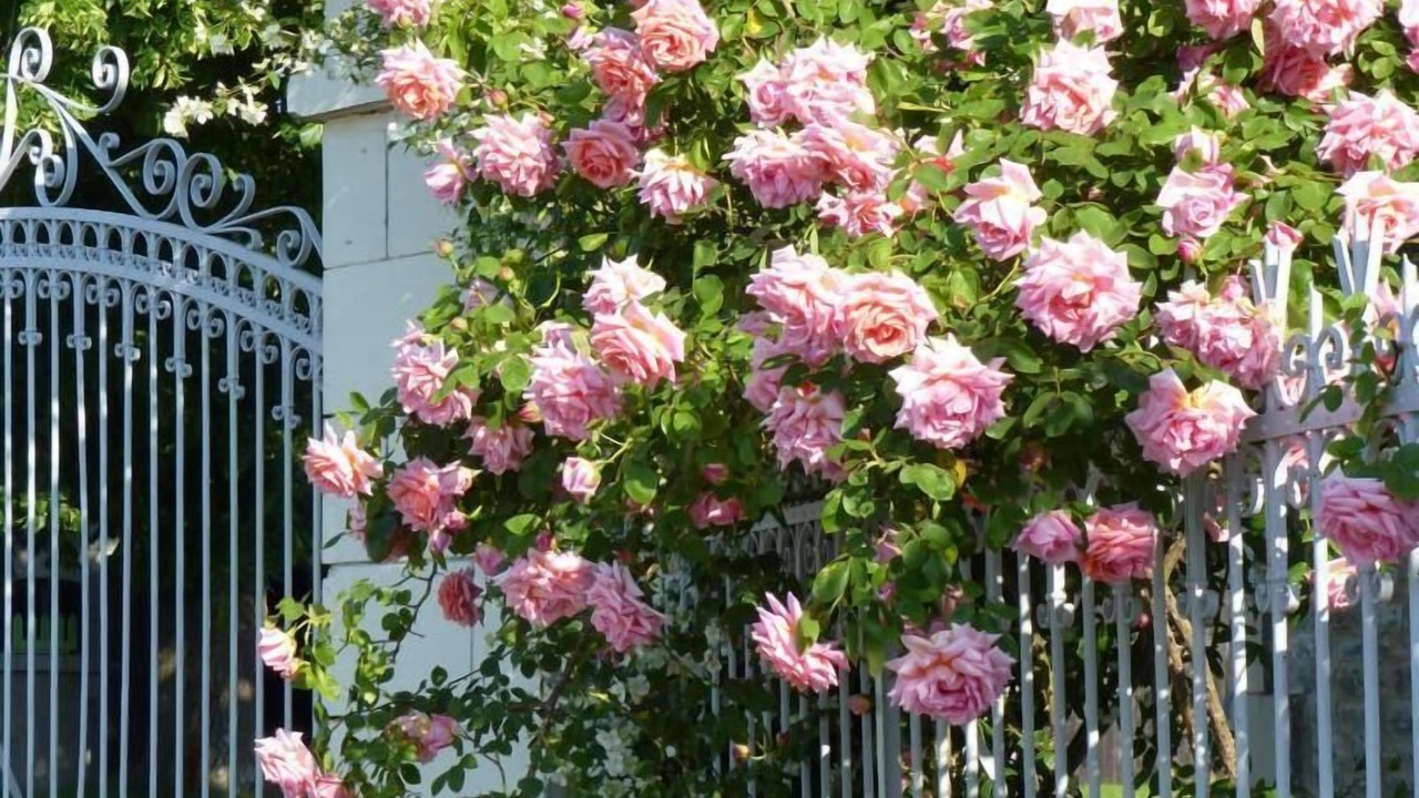 Photo of Outdoor in La Roche-Rigault