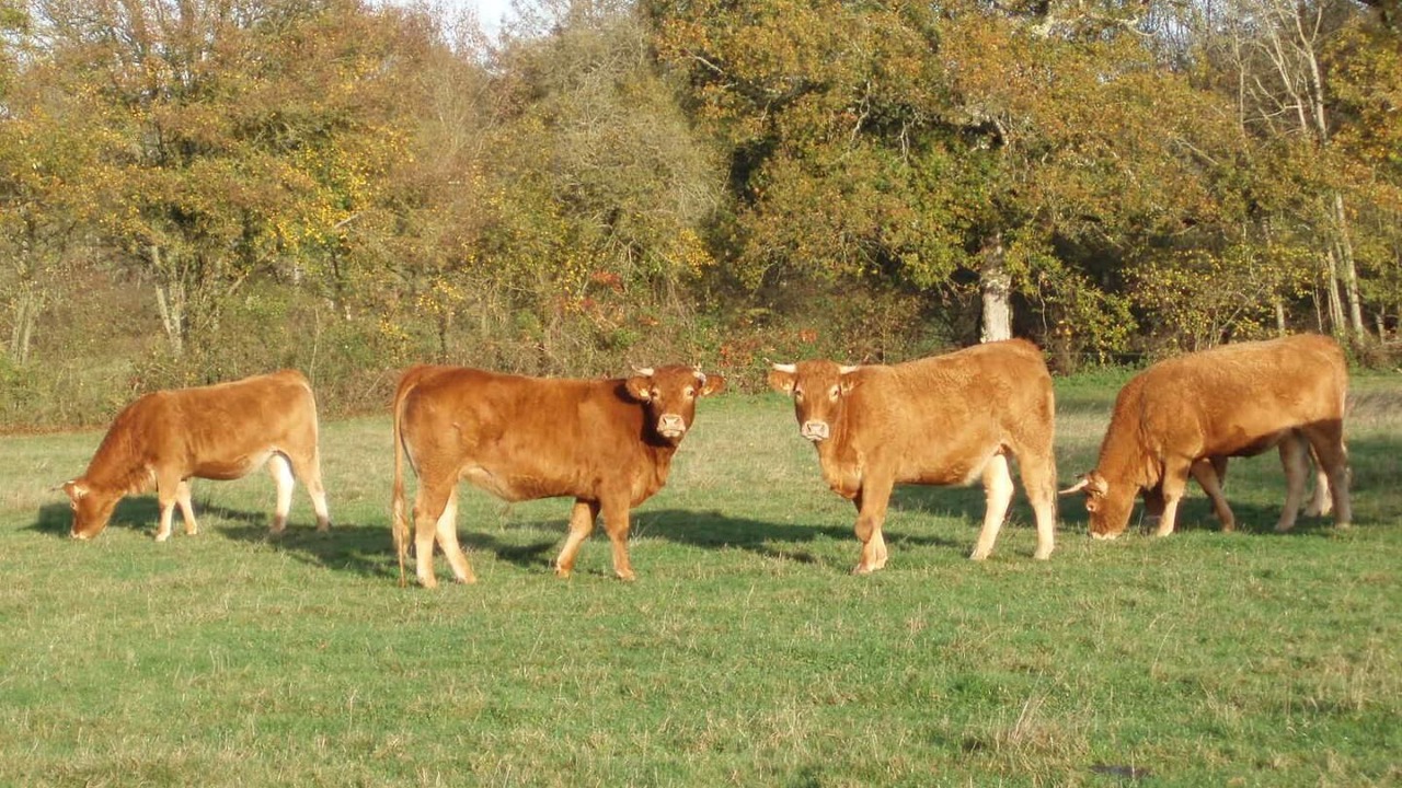 Photo of Outdoor in Scoury