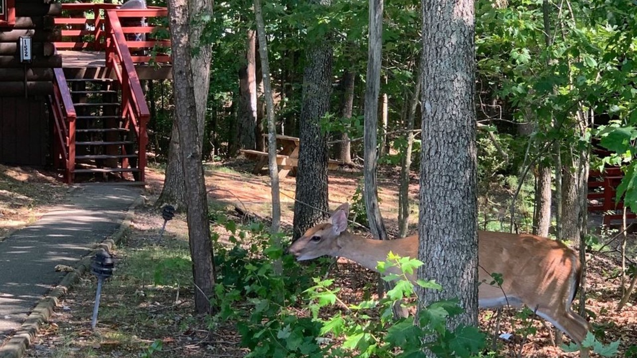 Photo of Outdoor in Gordonsville