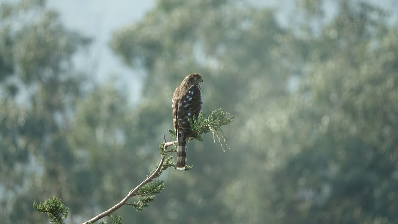 Photo of Outdoor in Tamalpais-Homestead Valley