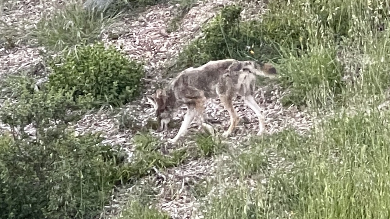 Photo of Outdoor in Tamalpais-Homestead Valley