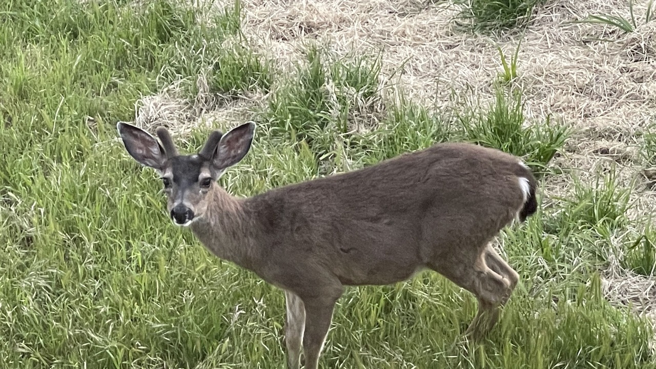 Photo of Outdoor in Tamalpais-Homestead Valley