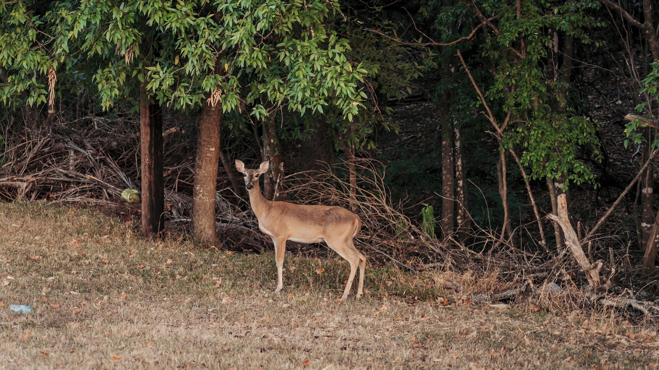 Photo of Outdoor in Bandera