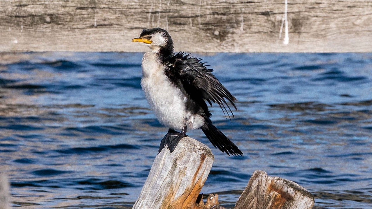 Photo of Others in St. Georges Basin