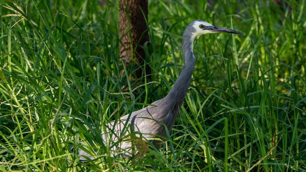 Photo of Outdoor in St. Georges Basin