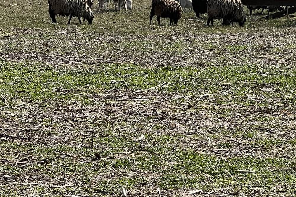 Photo of Outdoor in Clare