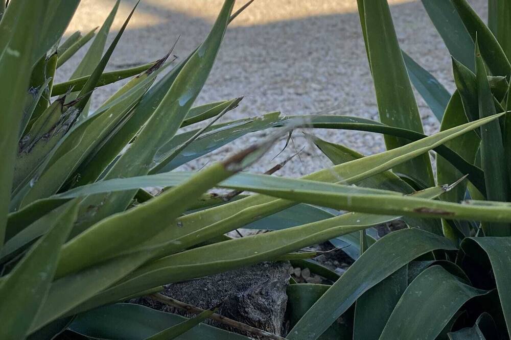 Photo of Outdoor in Camarles