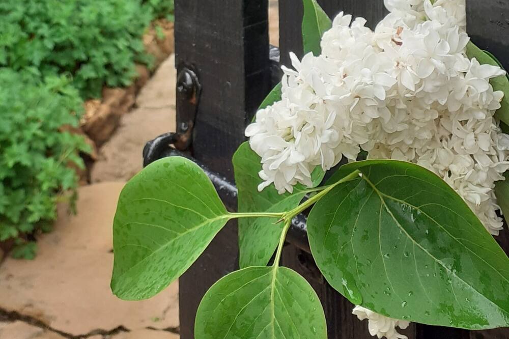 Photo of Patio Balcony in Champagne-Saint-Hilaire