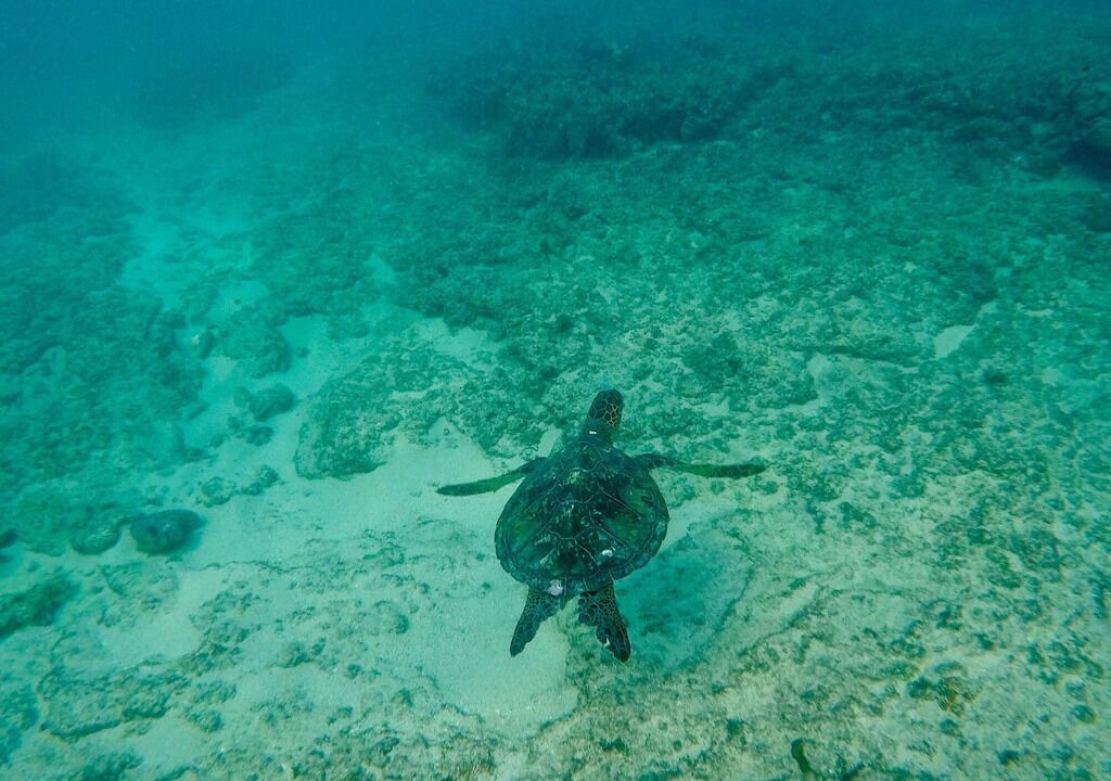 Photo of Others in Kahuku