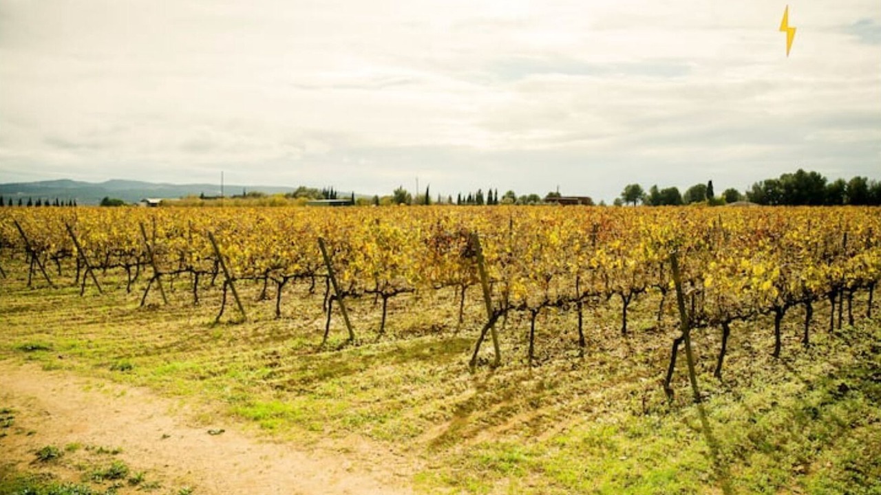 Photo of Outdoor in Pacs del Penedes