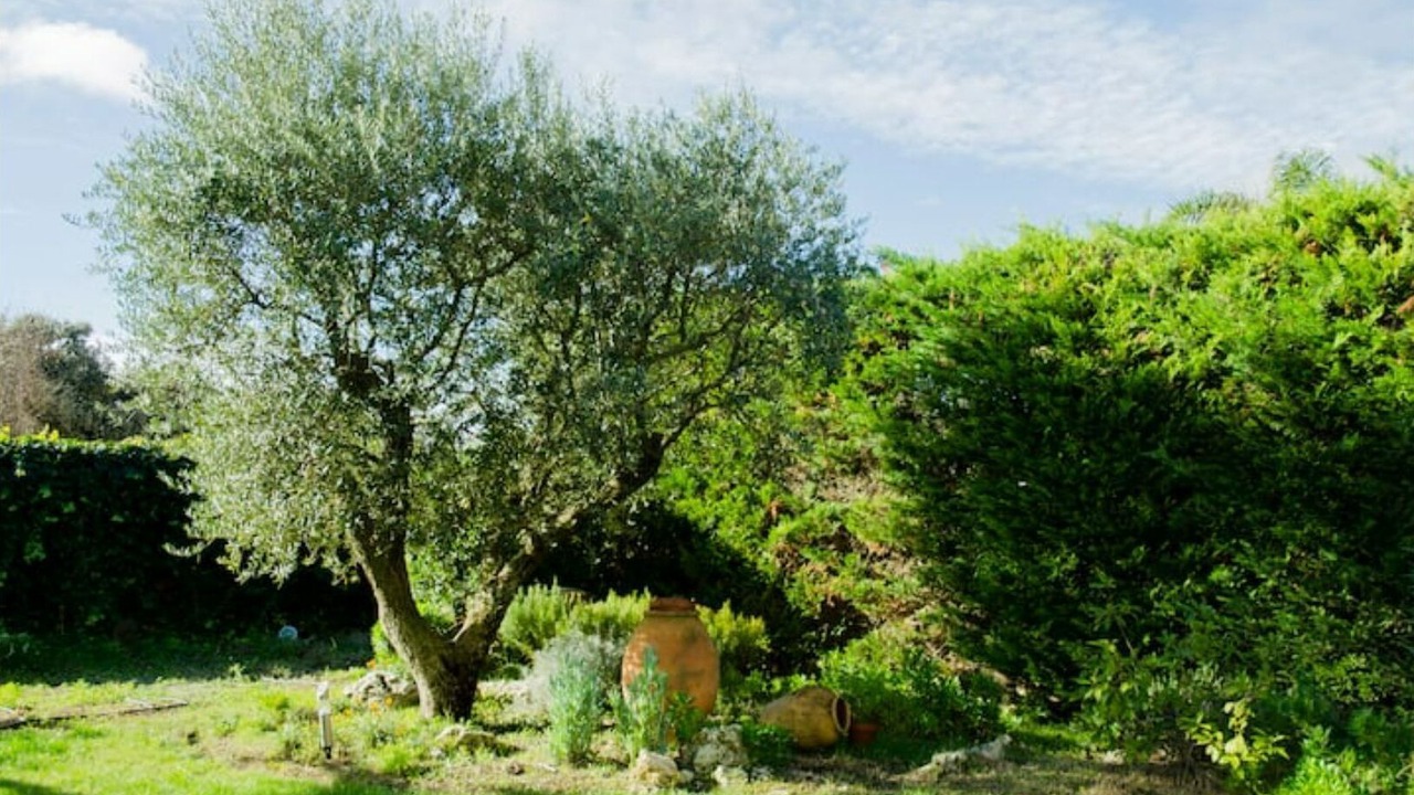 Photo of Outdoor in Pacs del Penedes