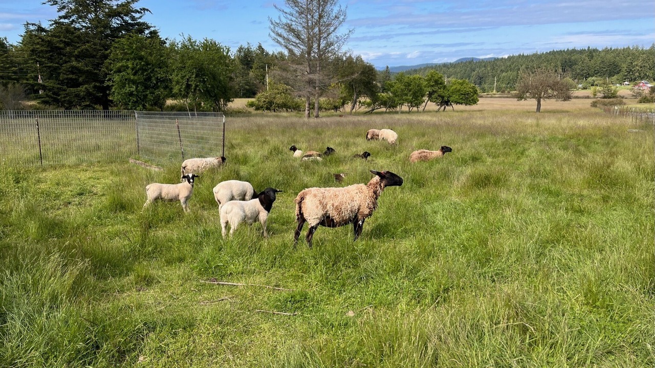 Photo of Others in Lopez Island