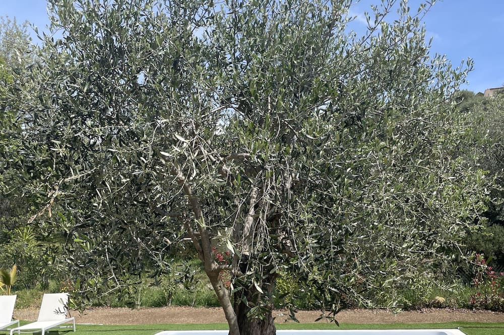 Photo of Outdoor in Le Rouret