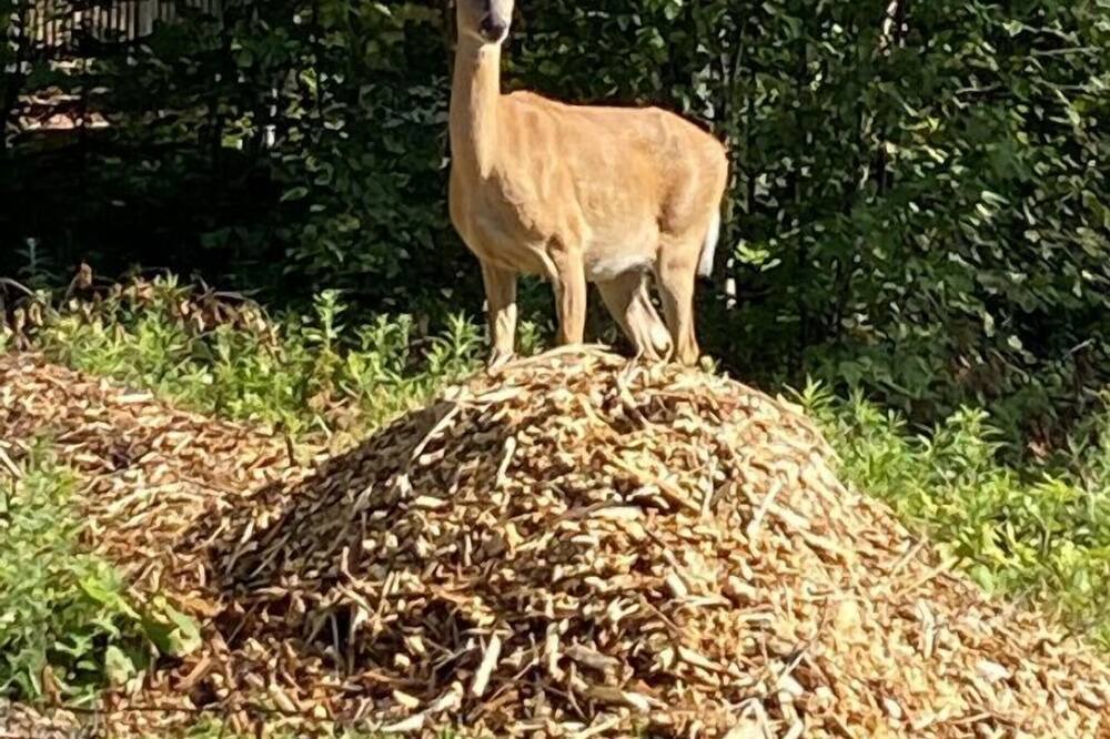 Photo of Others in Fiddler Lake Resort
