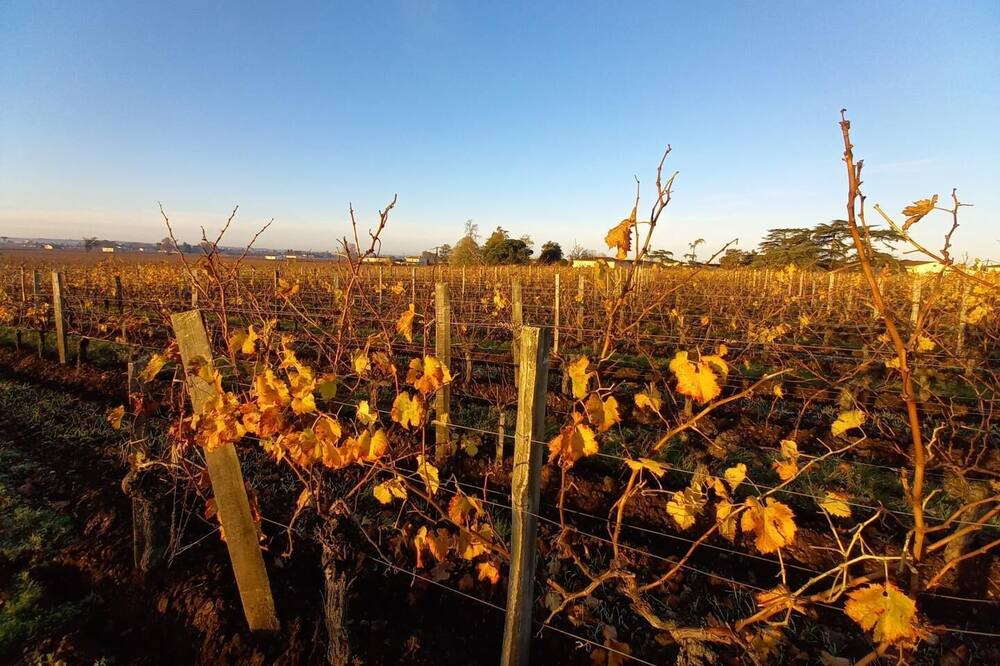 Photo of Outdoor in Pomerol