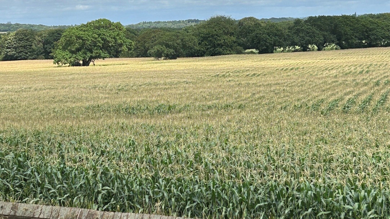 Photo of Others in Thornton Hough