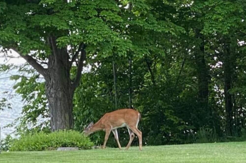 Photo of Others in Dunnville