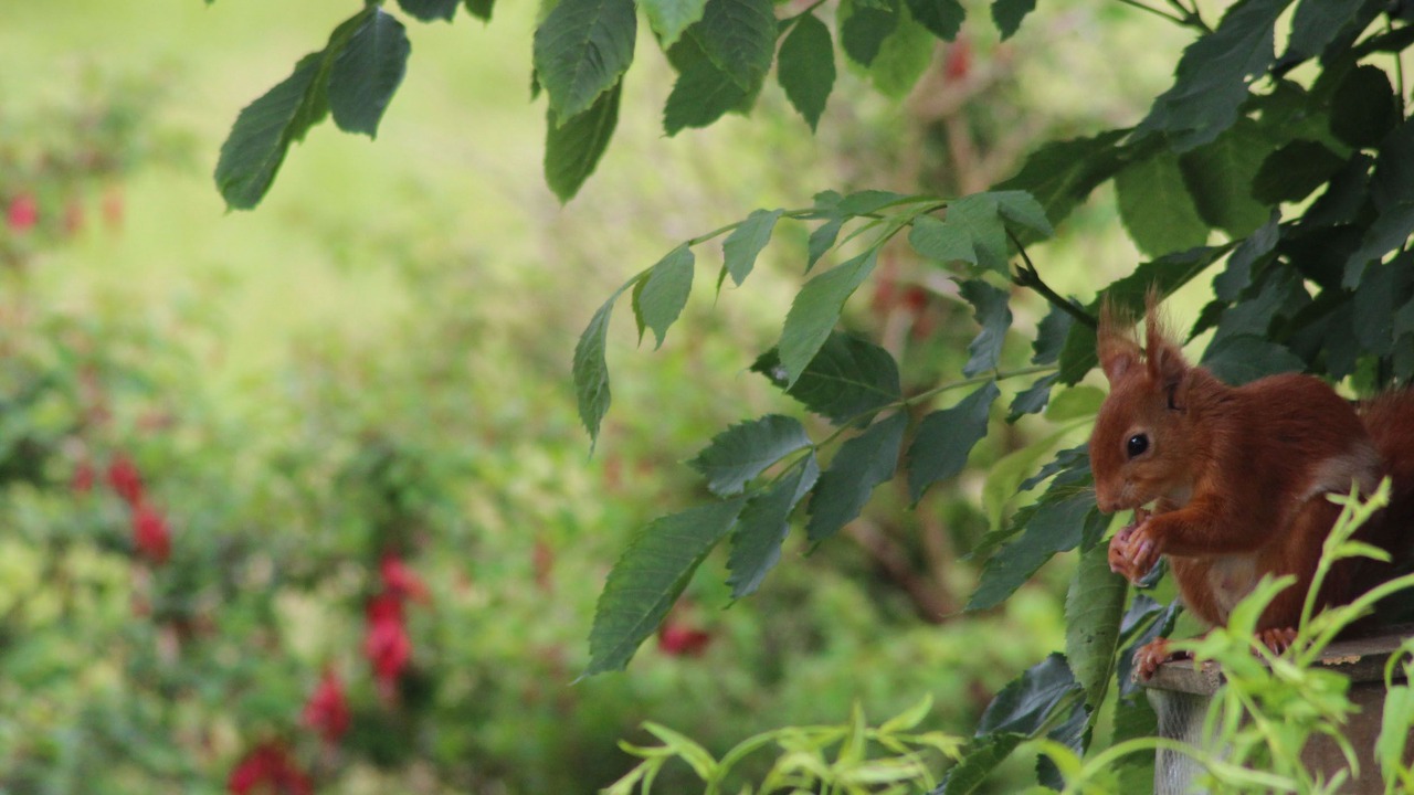 Photo of Outdoor in Rockcliffe