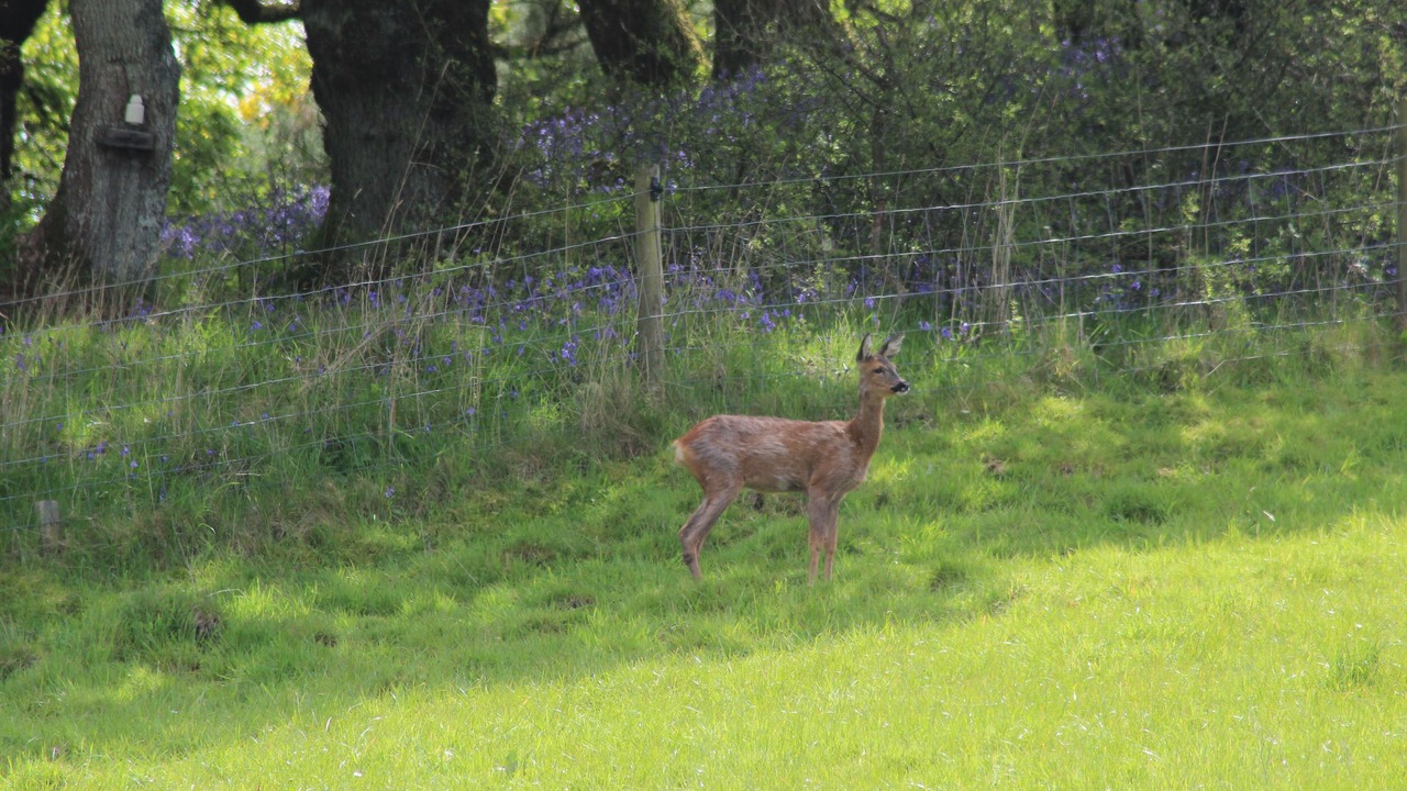 Photo of Outdoor in Rockcliffe