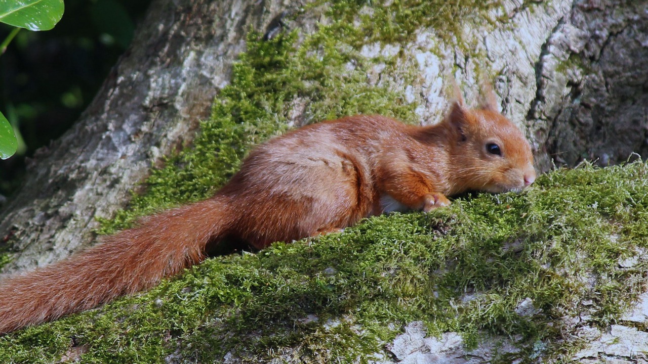 Photo of Outdoor in Rockcliffe