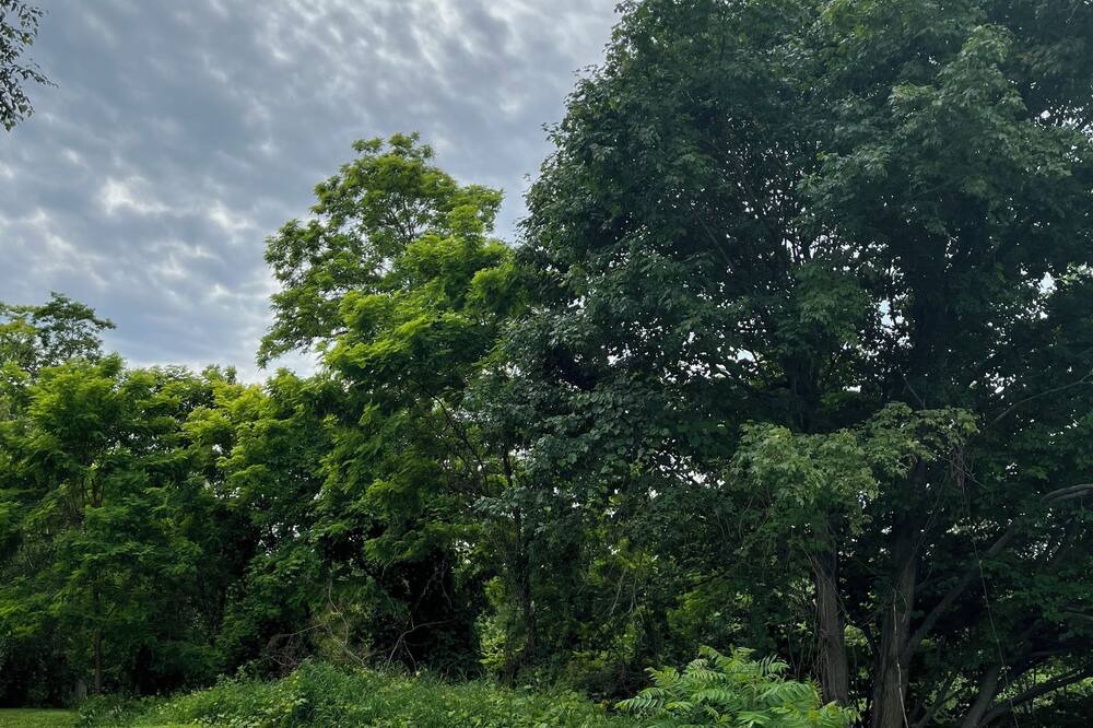 Photo of Outdoor in Clearview