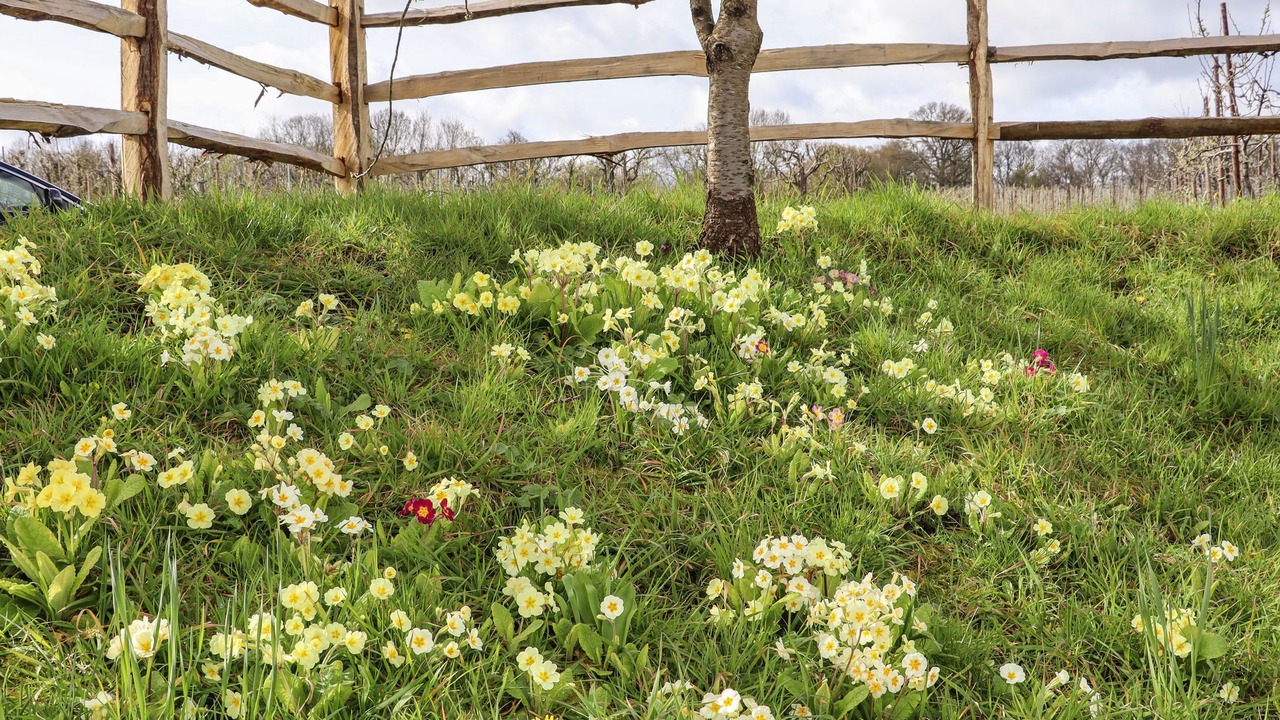 Photo of Others in Paddock Wood