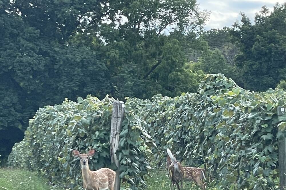Photo of Outdoor in Rushville
