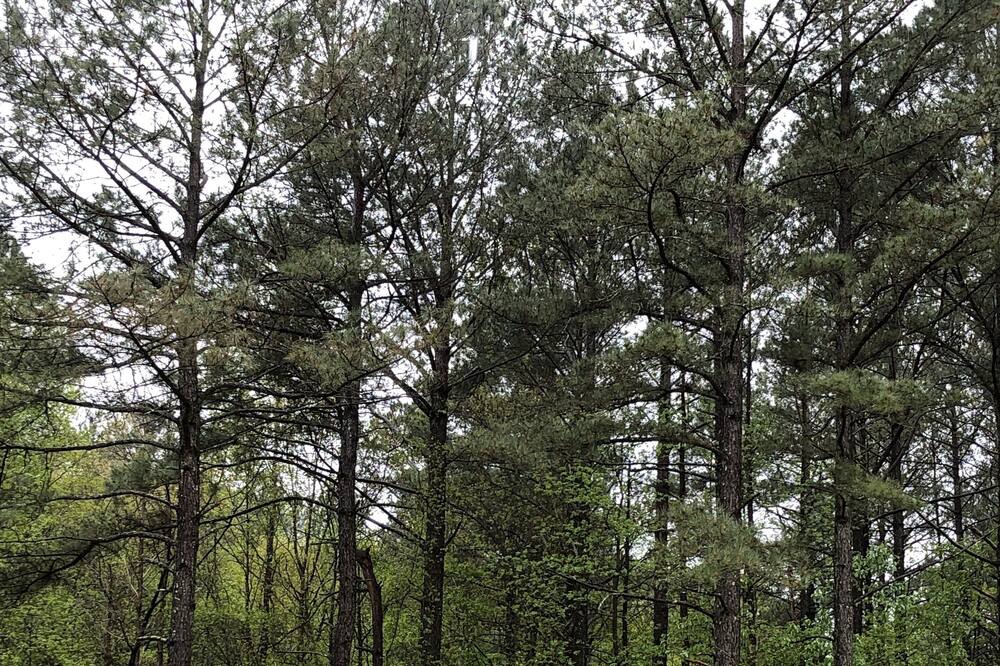 Photo of Others in Johnston County