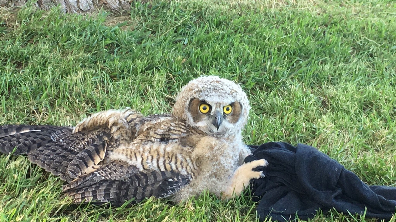 Photo of Outdoor in Whitman County