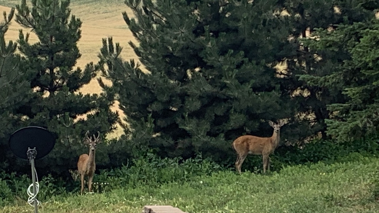 Photo of Outdoor in Whitman County