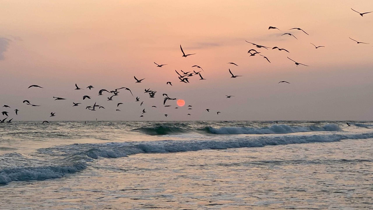 Photo of Others in Sarasota