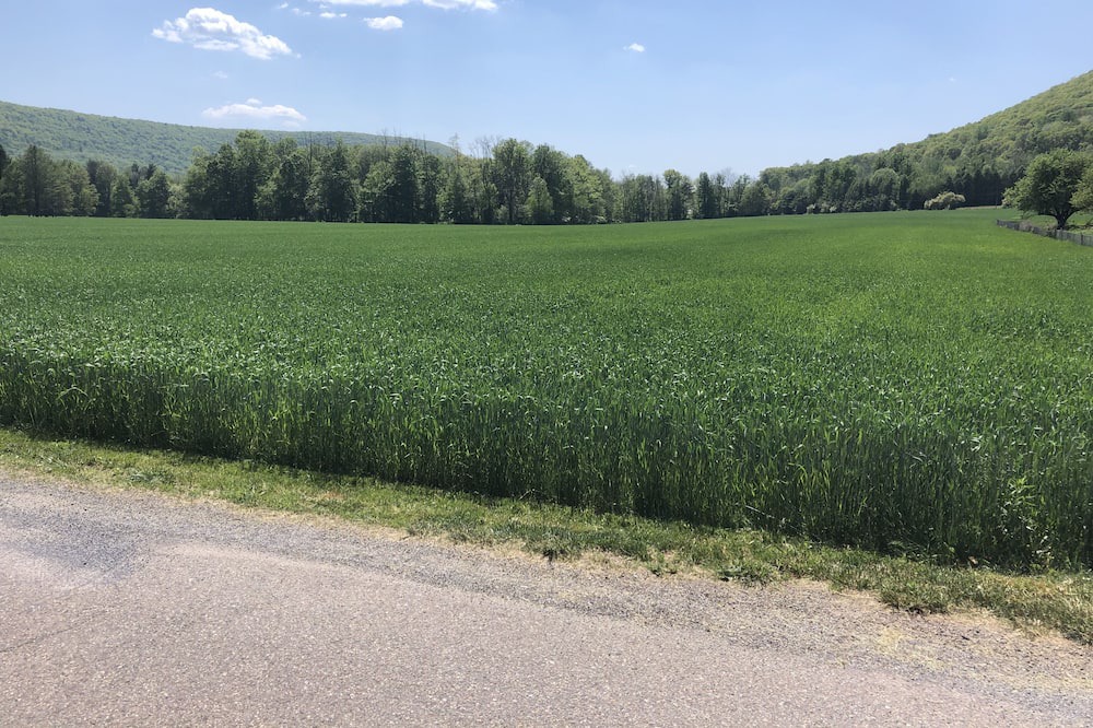 Photo of Others in Beach Haven