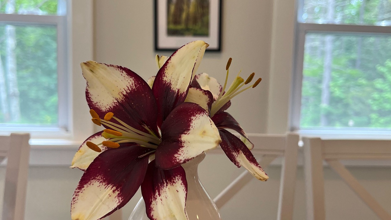 Photo of Others in Sebascodegan Island