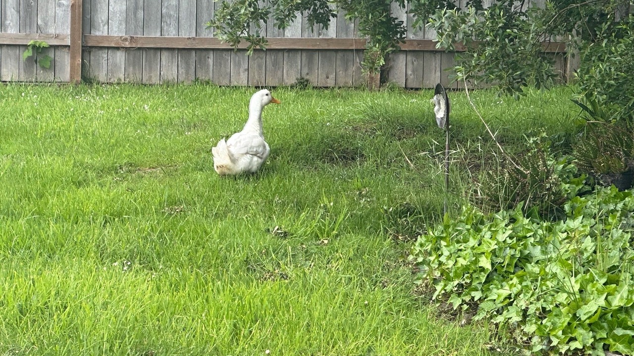 Photo of Outdoor in Crescent City North