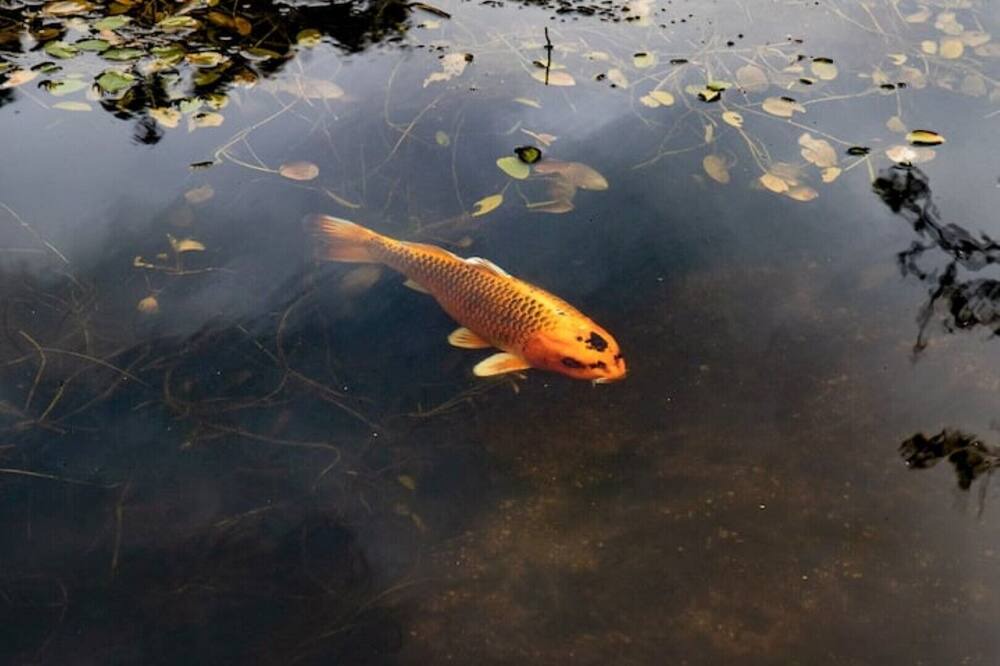 Photo of Others in Denton