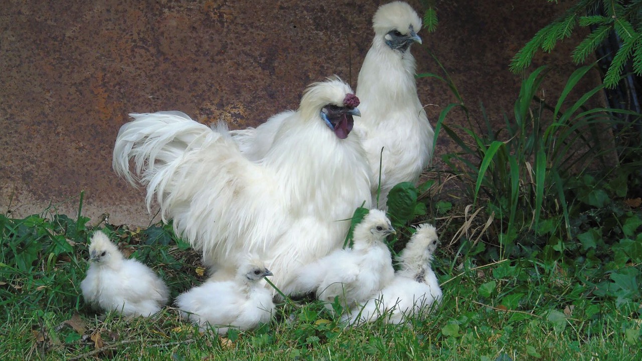 Photo of Others in Wassy