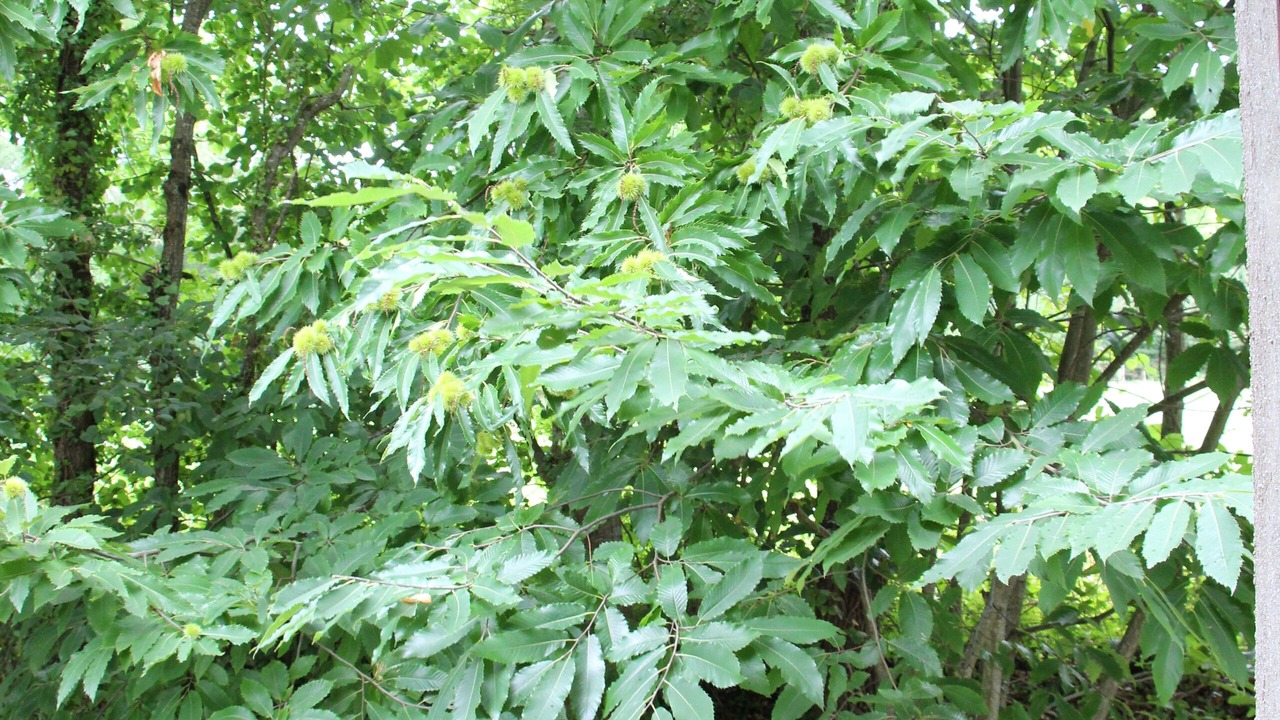 Photo of Outdoor in Champeaux