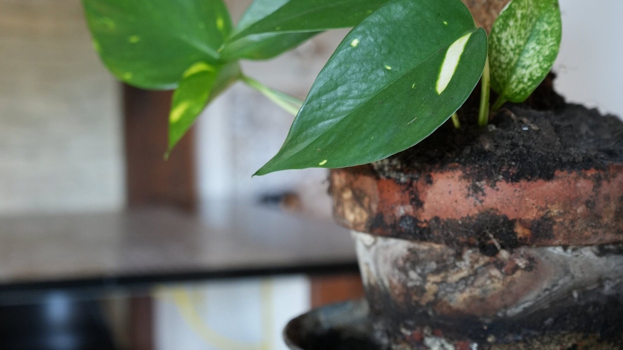 Photo of Others in Bas de Venoix