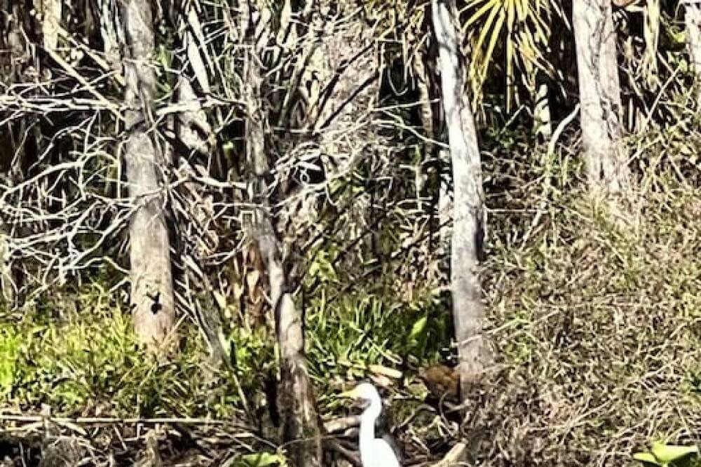 Photo of Others in Suwannee