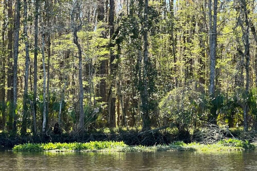 Photo of Others in Suwannee