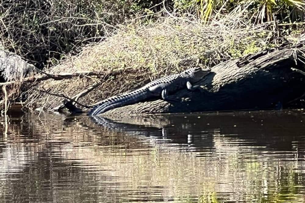 Photo of Others in Suwannee
