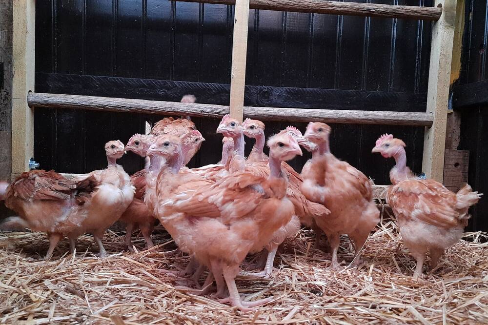 Photo of Others in Celon