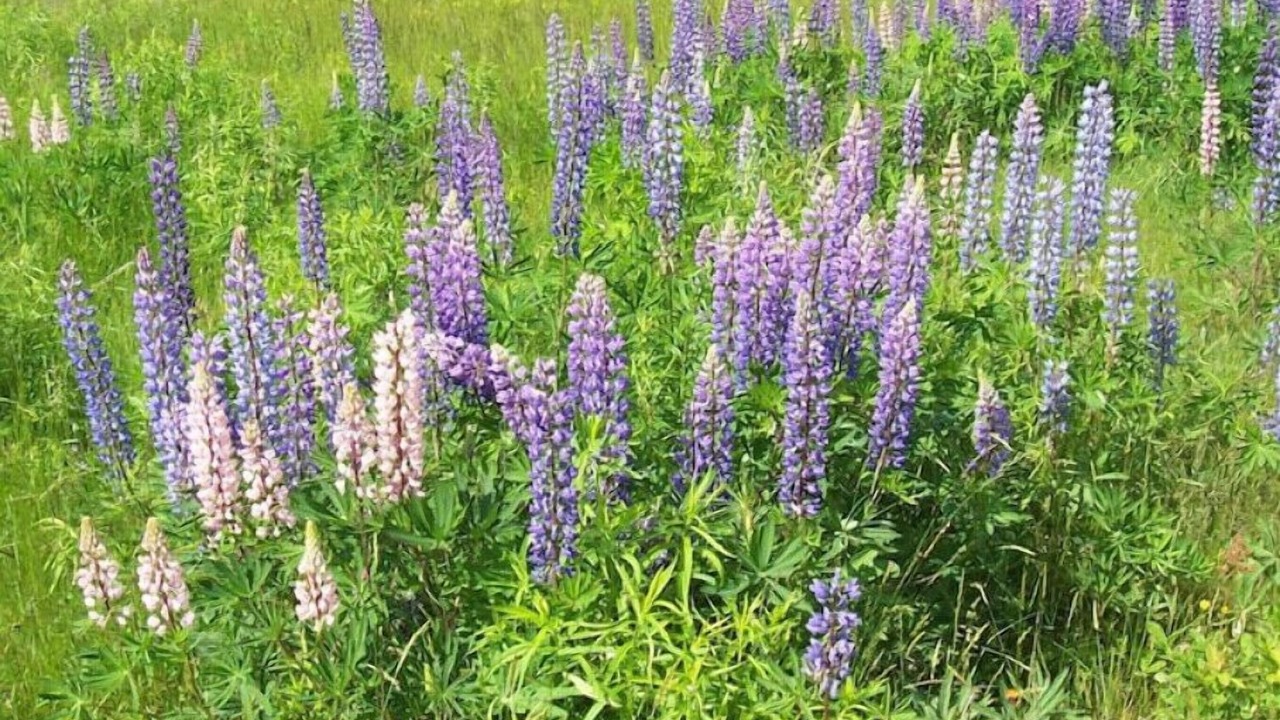 Photo of Outdoor in East Sullivan