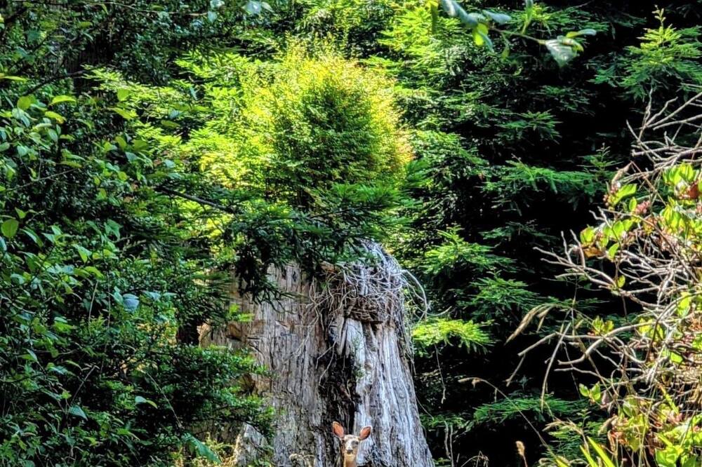 Photo of Others in Jacoby Creek