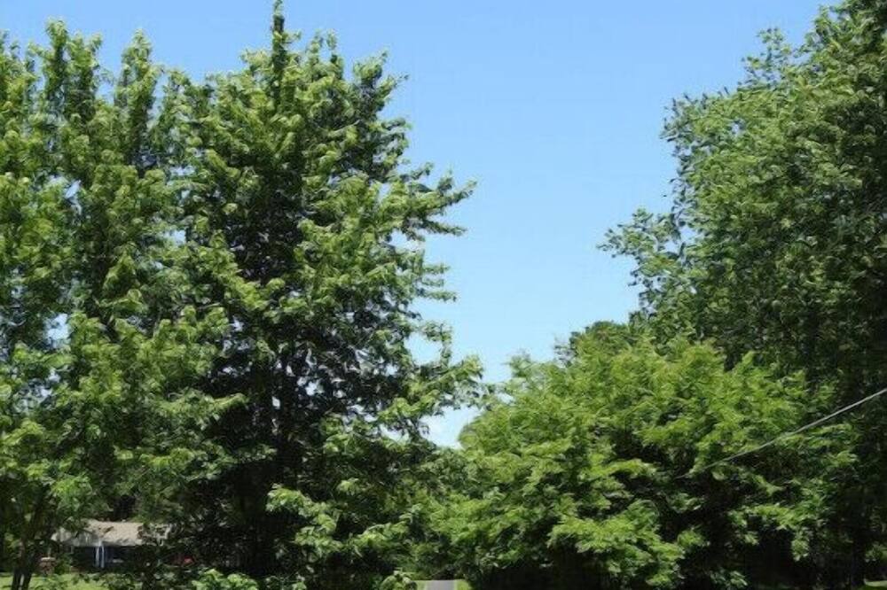Photo of Others in Paducah