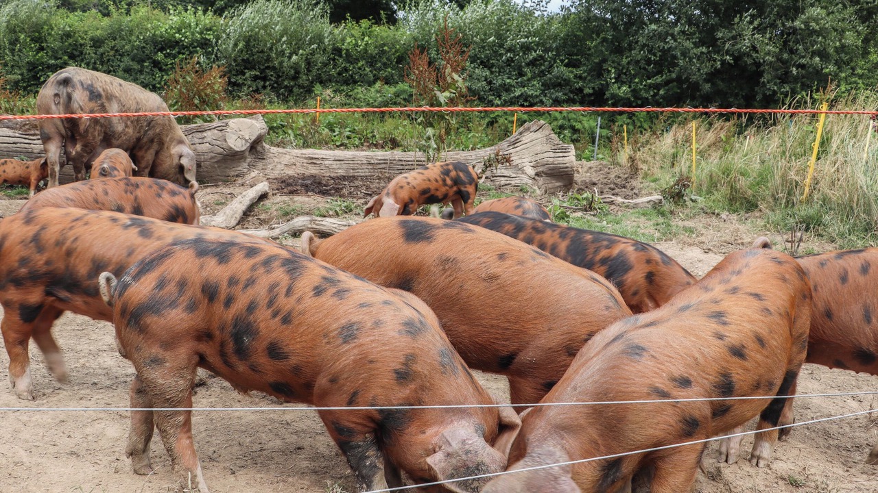 Photo of Outdoor in Edenbridge